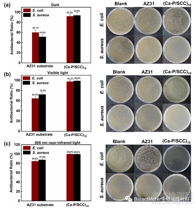 AZ31鎂合金表面通過(guò)葉綠素銅誘導(dǎo)的Ca-P涂層的體外降解、光動(dòng)力與光熱抗菌活性研究