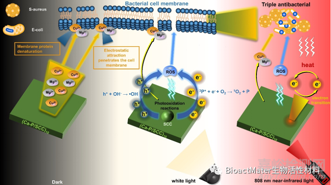 AZ31鎂合金表面通過(guò)葉綠素銅誘導(dǎo)的Ca-P涂層的體外降解、光動(dòng)力與光熱抗菌活性研究