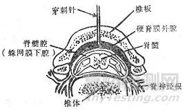 動物實驗中麻醉要求