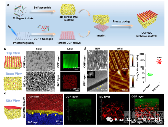 構(gòu)建仿生牙周有序雙層納米結(jié)構(gòu)的支架材料
