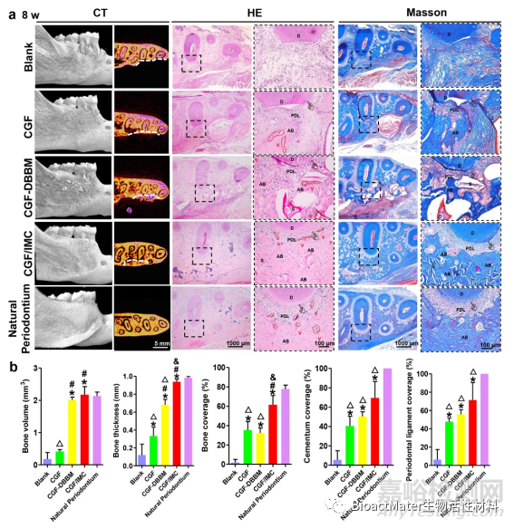構(gòu)建仿生牙周有序雙層納米結(jié)構(gòu)的支架材料