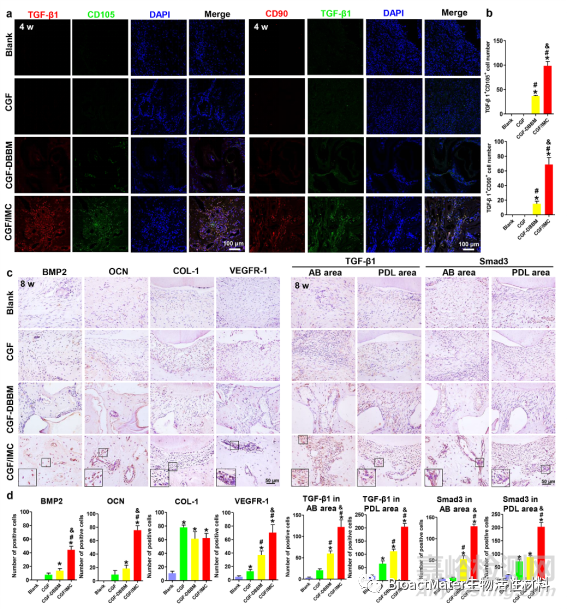 構(gòu)建仿生牙周有序雙層納米結(jié)構(gòu)的支架材料