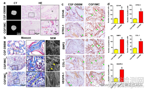 構(gòu)建仿生牙周有序雙層納米結(jié)構(gòu)的支架材料