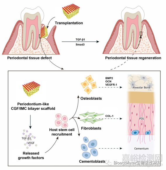 構(gòu)建仿生牙周有序雙層納米結(jié)構(gòu)的支架材料