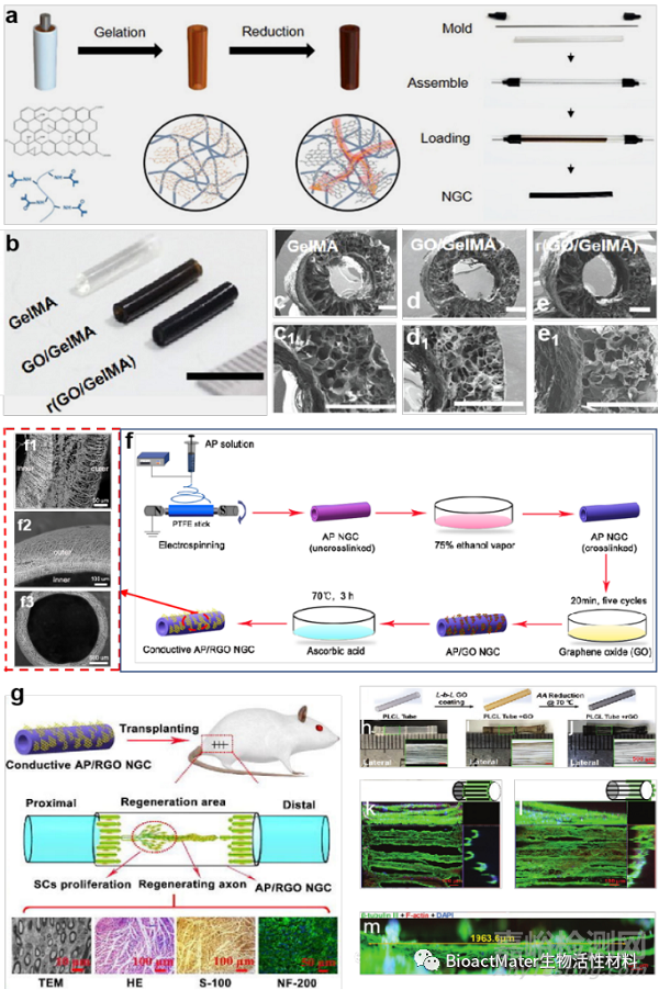 神經(jīng)導(dǎo)管研究進(jìn)展-材料設(shè)計、功能化和先進(jìn)制造創(chuàng)新