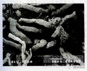 各種崩解劑特性對比及其使用要點解析