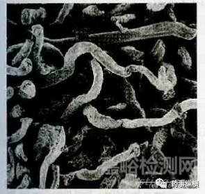 各種崩解劑特性對比及其使用要點解析