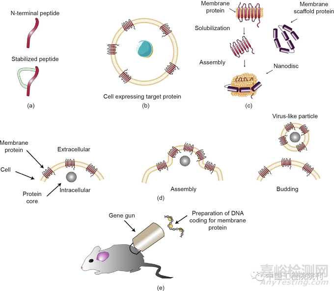 靶向膜蛋白的抗體藥物開發(fā)的新進(jìn)展