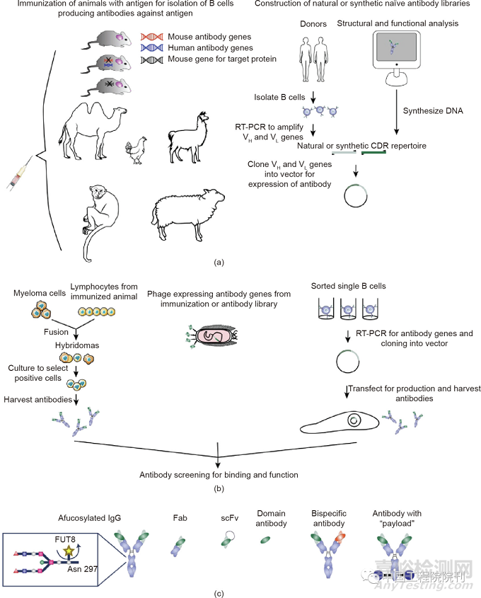 靶向膜蛋白的抗體藥物開發(fā)的新進(jìn)展