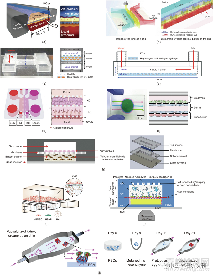 用于器官芯片的工程化血管系統(tǒng)