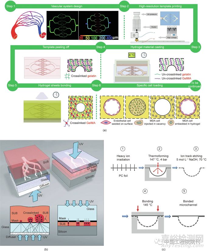 用于器官芯片的工程化血管系統(tǒng)
