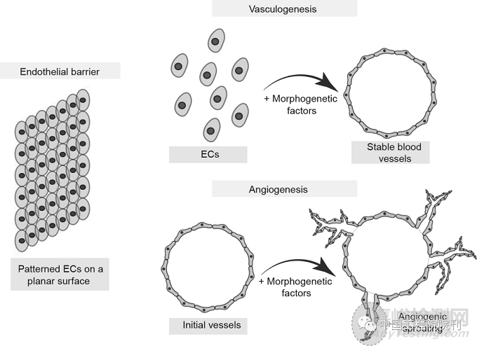 用于器官芯片的工程化血管系統(tǒng)