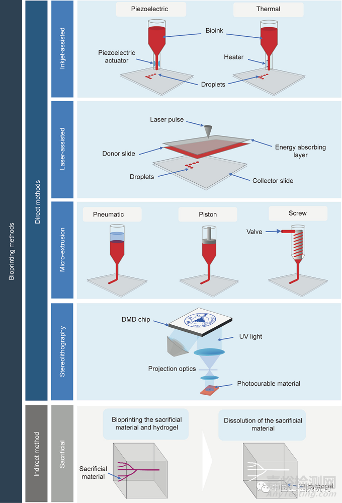 用于器官芯片的工程化血管系統(tǒng)