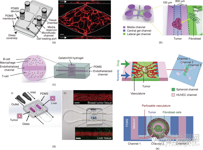 用于器官芯片的工程化血管系統(tǒng)