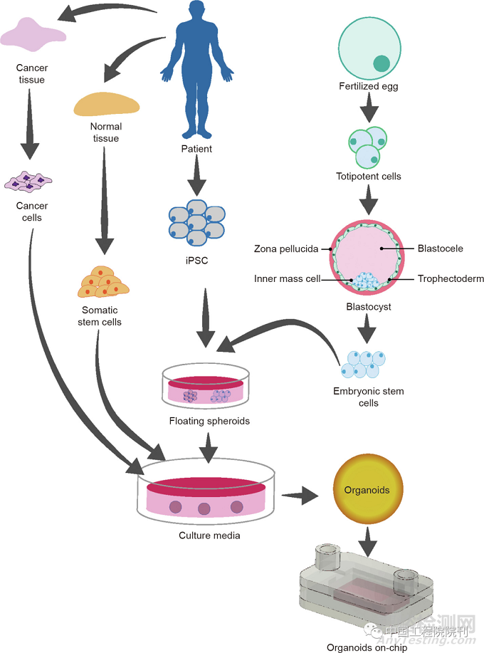用于器官芯片的工程化血管系統(tǒng)
