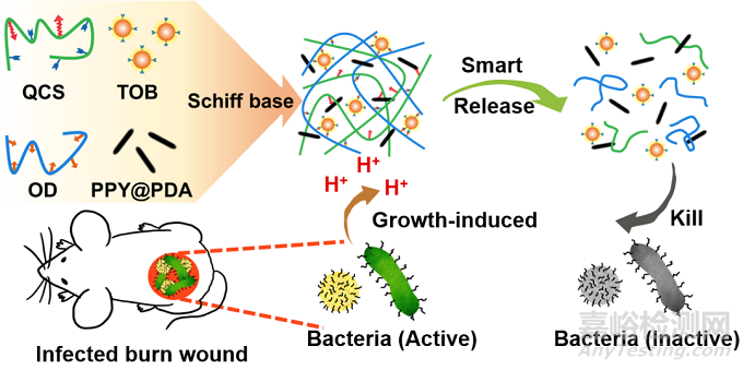 西安交大：細(xì)菌生長誘導(dǎo)抗生素智能釋放的自愈合水凝膠敷料用于促進(jìn)細(xì)菌感染的燒傷傷口愈合