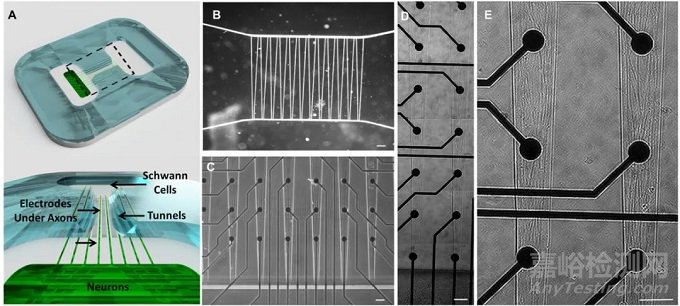 里程碑！人類器官芯片首次取代傳統動物實驗，有望加速上千種疾病新藥開發(fā)
