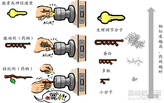 多肽藥物發(fā)展及新進熱點