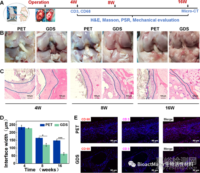 具有動(dòng)態(tài)力學(xué)性能和空間適配性的再生過程匹配支架用于韌帶重建