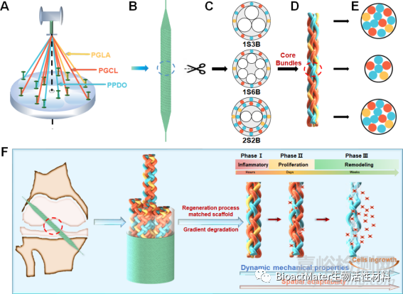 具有動(dòng)態(tài)力學(xué)性能和空間適配性的再生過程匹配支架用于韌帶重建