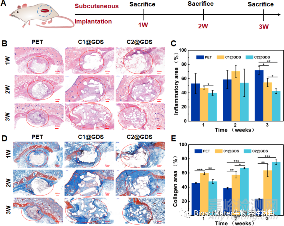 具有動(dòng)態(tài)力學(xué)性能和空間適配性的再生過程匹配支架用于韌帶重建