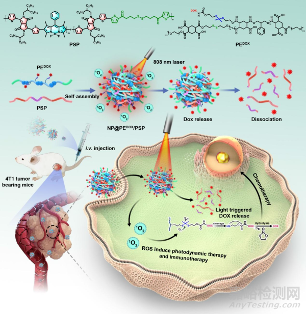 可降解假性共軛聚合物的生物醫(yī)用研究獲進(jìn)展