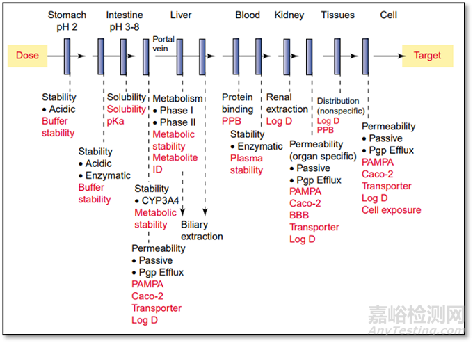 固體制劑開(kāi)發(fā)體內(nèi)吸收第一險(xiǎn)關(guān)之胃與藥物吸收
