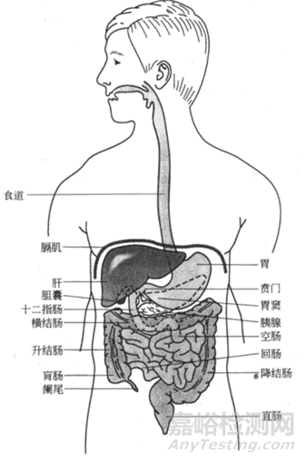 固體制劑開(kāi)發(fā)體內(nèi)吸收第一險(xiǎn)關(guān)之胃與藥物吸收