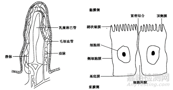 口服固體制劑體內(nèi)吸收之絕佳之地-小腸