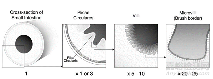 口服固體制劑體內(nèi)吸收之絕佳之地-小腸