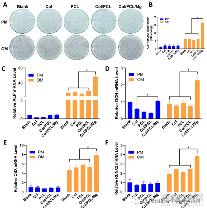 光固化Col/PCL/Mg復合引導骨再生膜的時空維持性能和成骨性能研究
