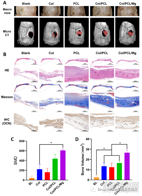 光固化Col/PCL/Mg復合引導骨再生膜的時空維持性能和成骨性能研究