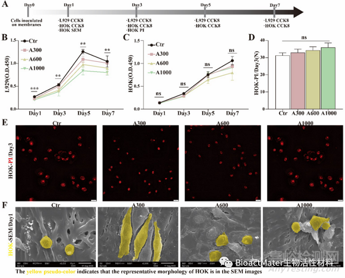 取向電紡膜纖維直徑通過免疫方式加速上皮化促進傷口愈合