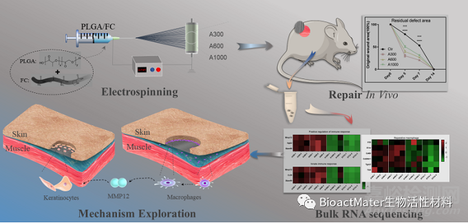 取向電紡膜纖維直徑通過免疫方式加速上皮化促進傷口愈合
