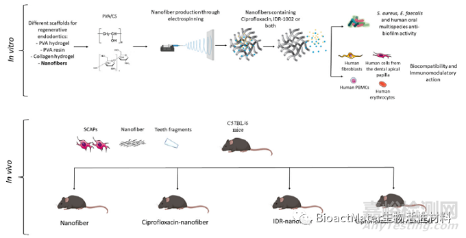 用于牙髓再生程序的抗菌膜和免疫調節(jié)可吸收納米纖維銼