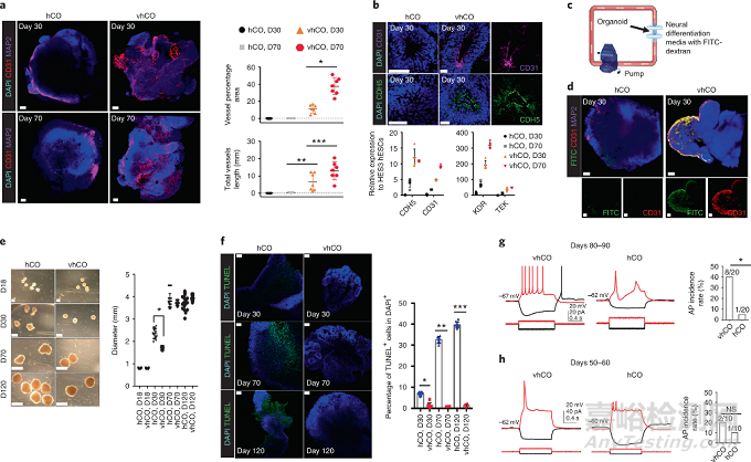 類器官研究的“三大難點(diǎn)”