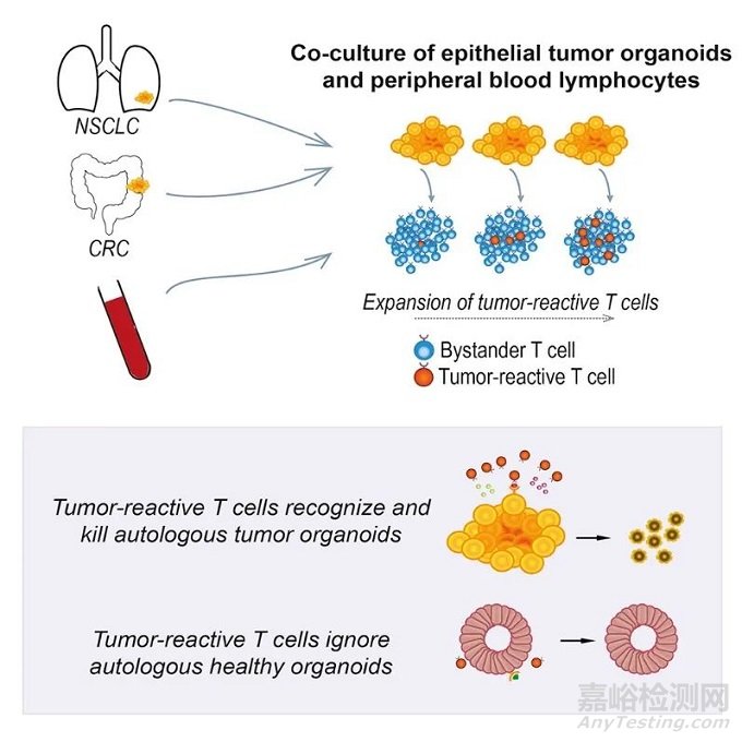 類器官研究的“三大難點(diǎn)”