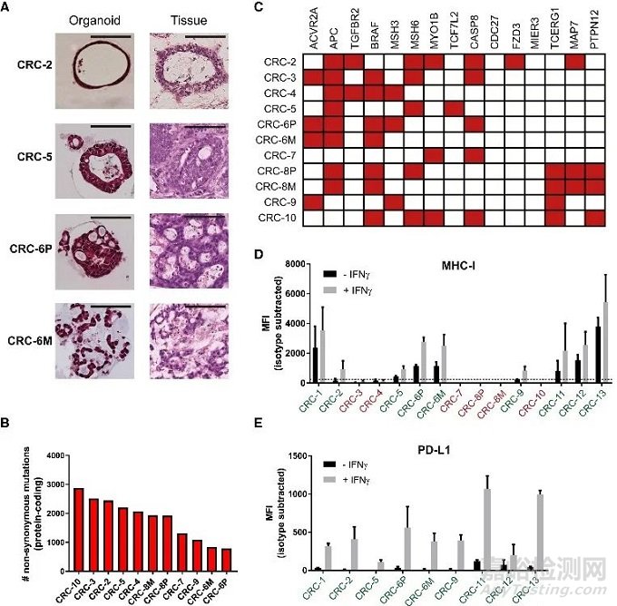 類器官研究的“三大難點(diǎn)”