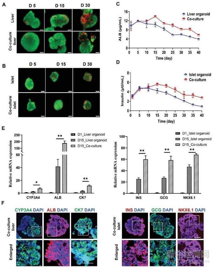 類器官研究的“三大難點(diǎn)”