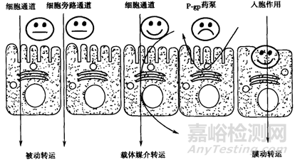 新藥早期開(kāi)發(fā)中關(guān)鍵理化性質(zhì)考量-溶解度、溶出與體內(nèi)吸收