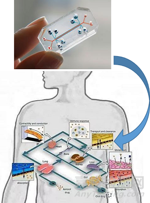 器官芯片的技術(shù)與制造，包括材料、加工與細胞培養(yǎng)