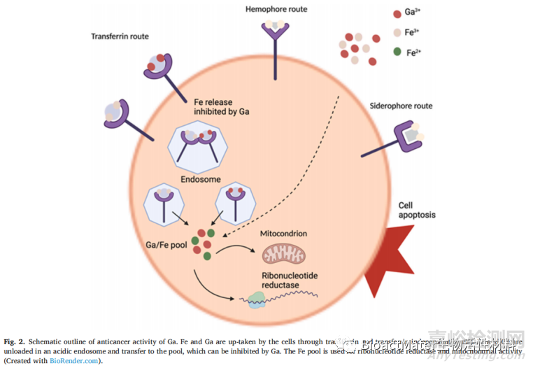 含鎵的生物活性材料在抗癌、抗菌和成骨性能方面的綜述