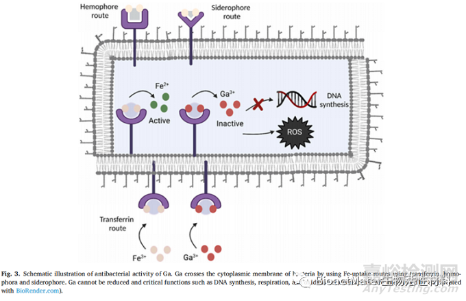 含鎵的生物活性材料在抗癌、抗菌和成骨性能方面的綜述