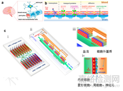 器官芯片的實(shí)際應(yīng)用有哪些