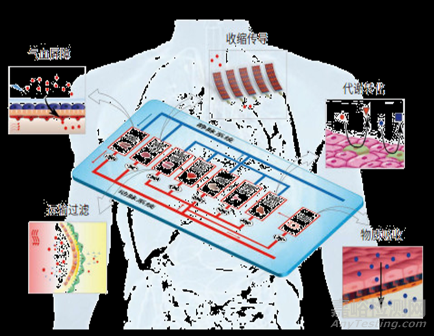 器官芯片的實(shí)際應(yīng)用有哪些