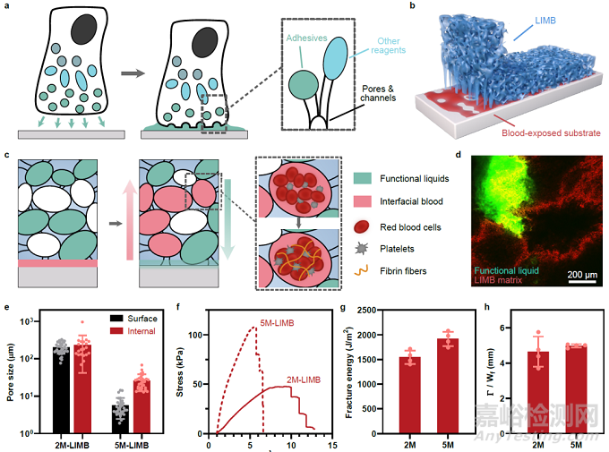 新型固液混合微結(jié)構(gòu)化的生物粘合劑治療不可壓迫大出血