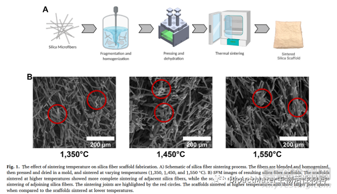 非晶硅纖維基質(zhì)生物材料:組織工程材料的合成與表征分析
