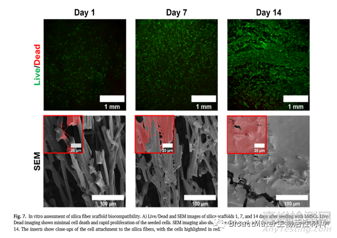 非晶硅纖維基質(zhì)生物材料:組織工程材料的合成與表征分析