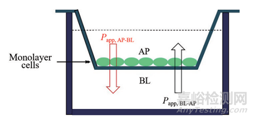 新藥早期開發(fā)中關(guān)鍵理化性質(zhì)考量-滲透性預(yù)測(cè)