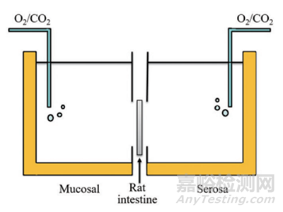 新藥早期開發(fā)中關(guān)鍵理化性質(zhì)考量-滲透性預(yù)測(cè)